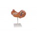 model żołądka człowieka, 3 części - 3b smart anatomy - 1000303 [k16] 3b scientific modele anatomiczne 5